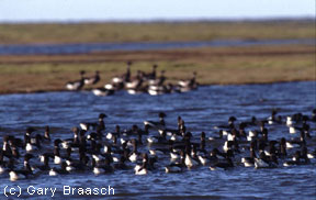 Molting Flock of Brant on Teshekpuk Lake